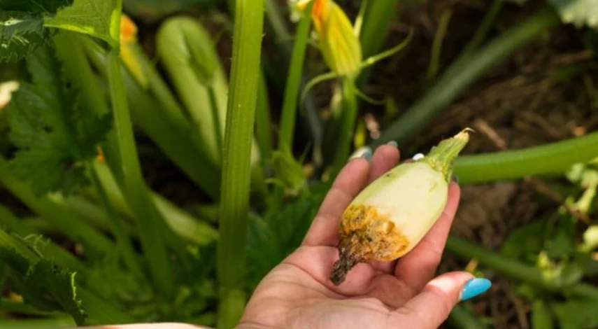 когда собирать кабачки в июле