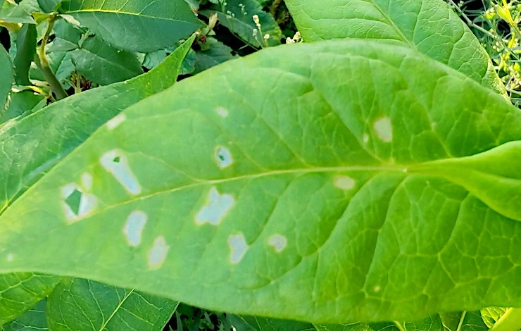 мучнистая роса на флоксах