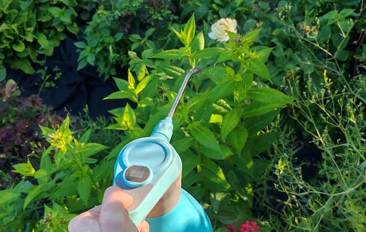 обработка флоксов от мучнистой росы