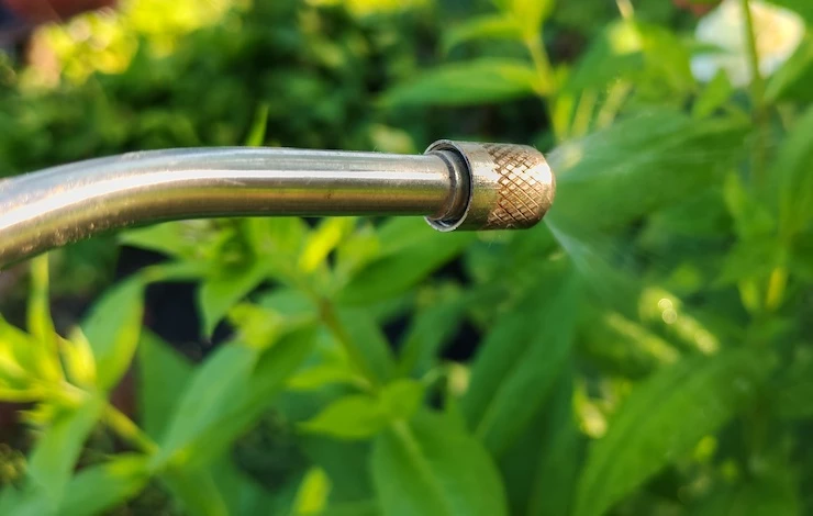 мучнистая роса на флоксах в июле