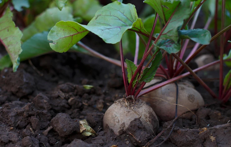 чем подкормить свеклу в июле