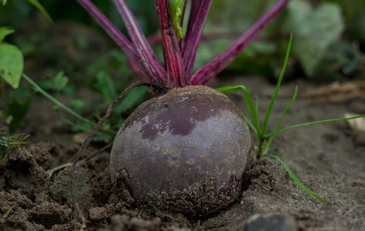 удобрения для свеклы в июле