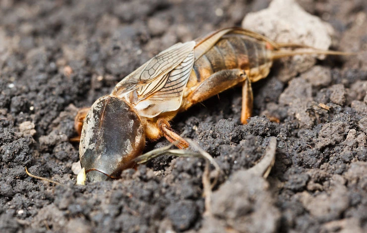 как бороться с медведкой