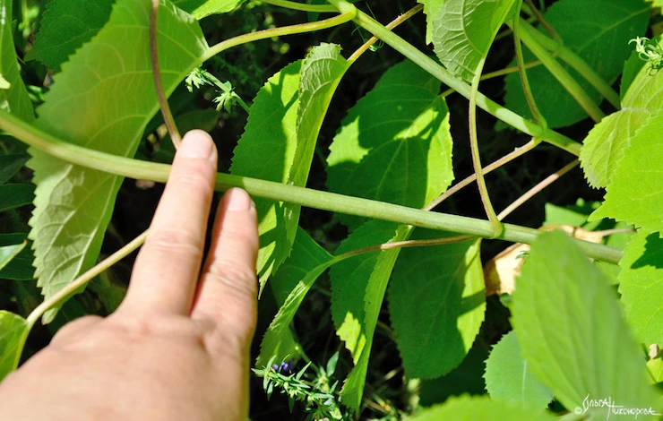 черенкование гортензии метельчатой