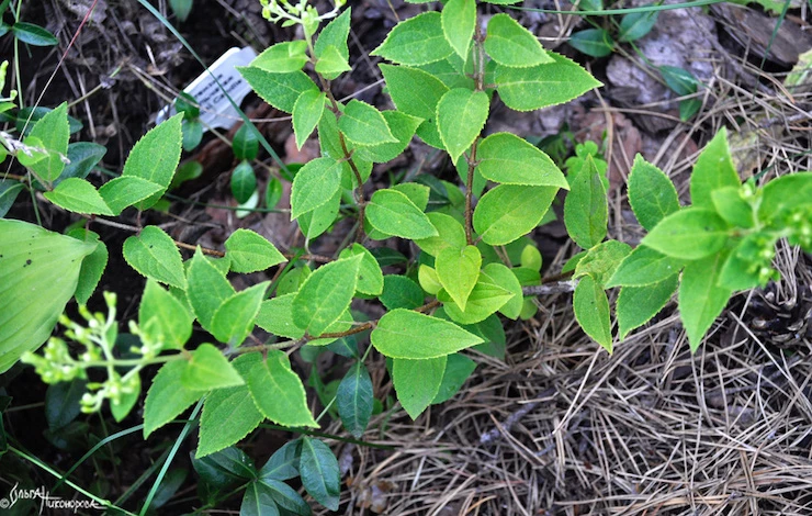 посадка черенков гортензии в августе