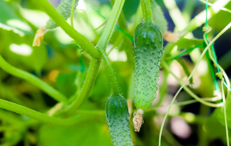 обработка огурцов от паутинного клеща в августе