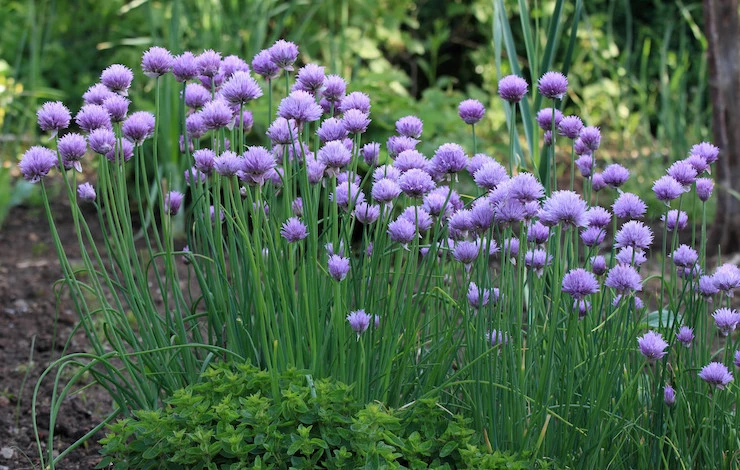 Посадка шнитт-лука в августе