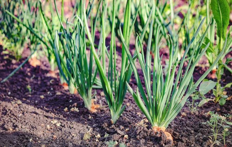 посев лука в августе