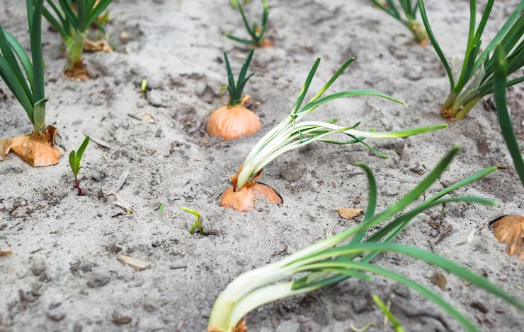 посев лука семенами в августе
