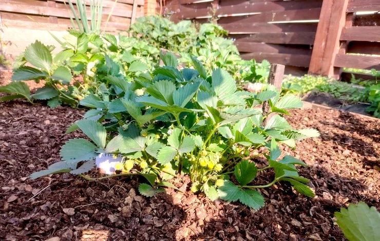 повторный посев клубники