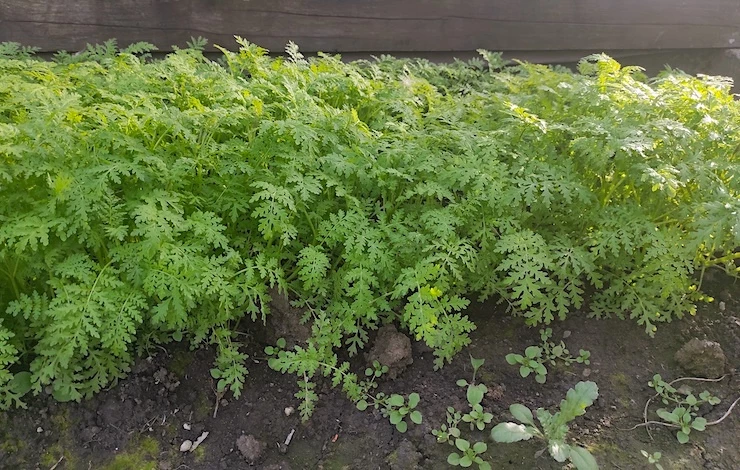 повторный посев зелени