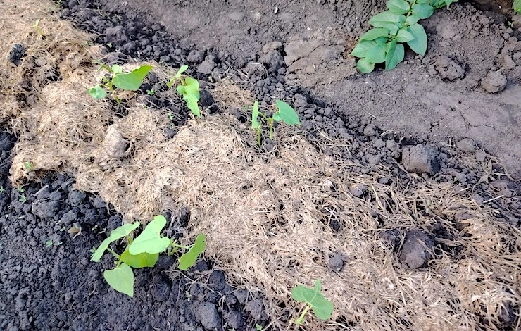 Посев зелени в июле