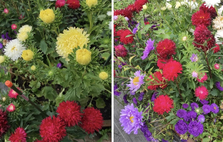 повторный посев астры