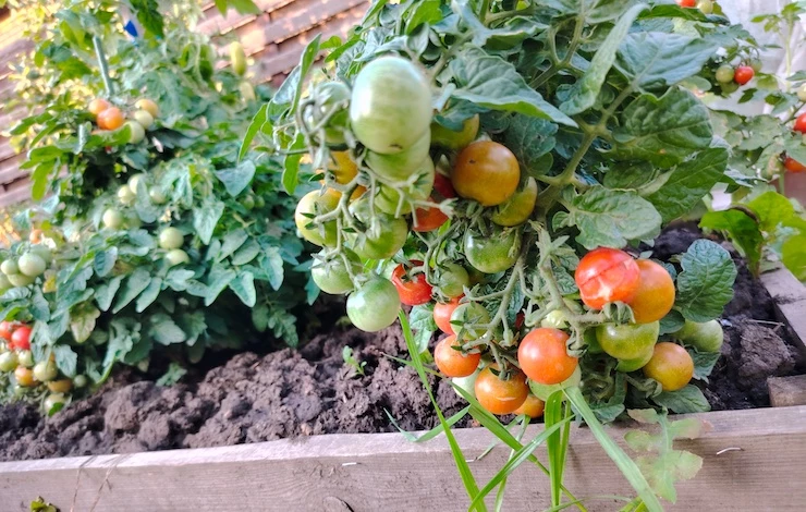 второй урожай томатов