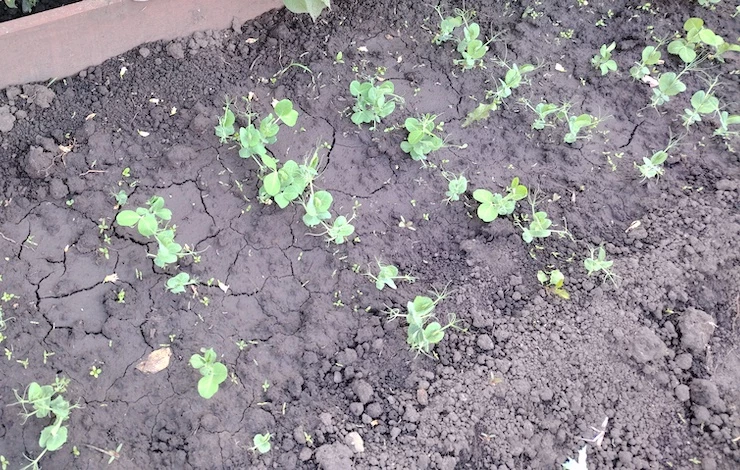 повторный посев сидератов