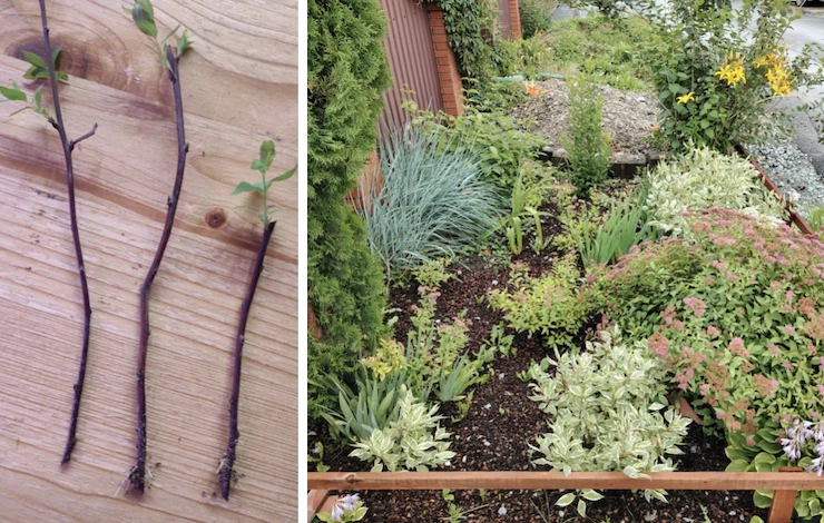 черенкование летом