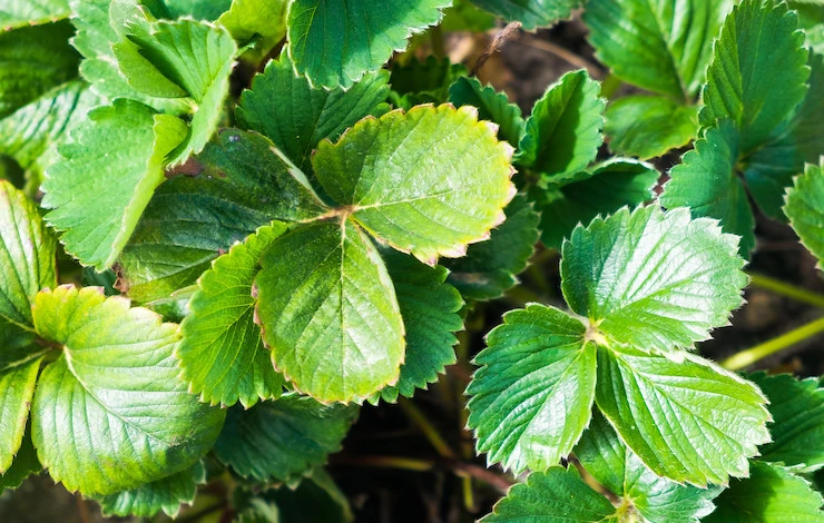 подкормка земляники садовой в августе