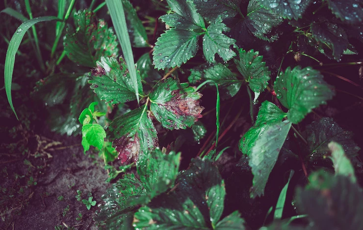 подкормка клубники в августе