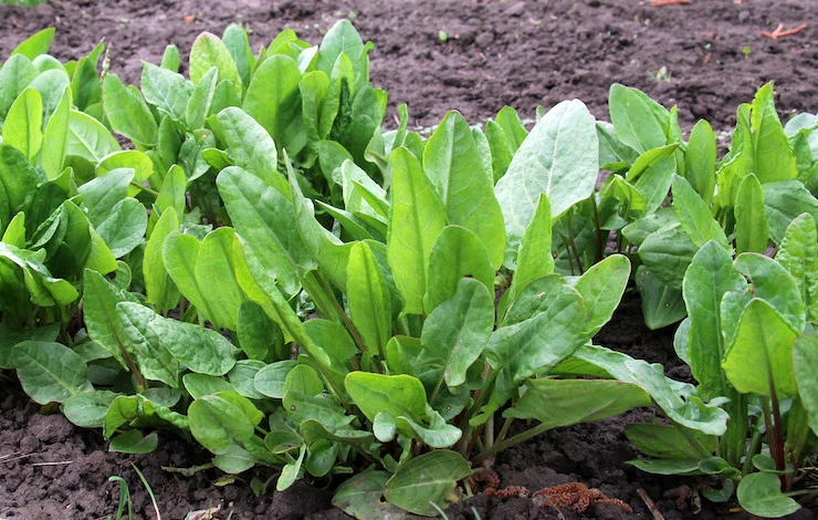 Посадка щавеля под зиму
