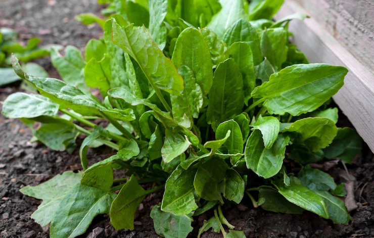 Посадка щавеля осенью