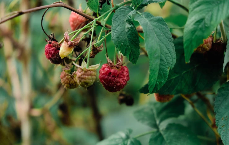 обрезка малины после сбора урожая
