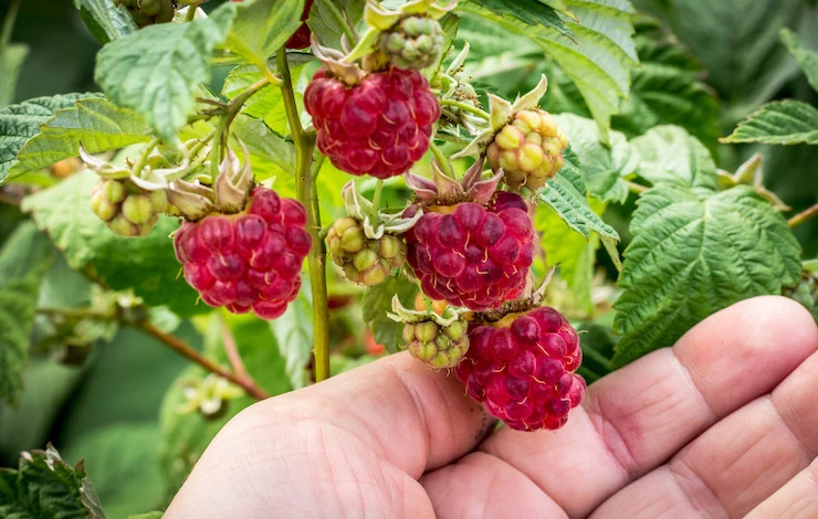 обрезка ремонтантной малины в августе