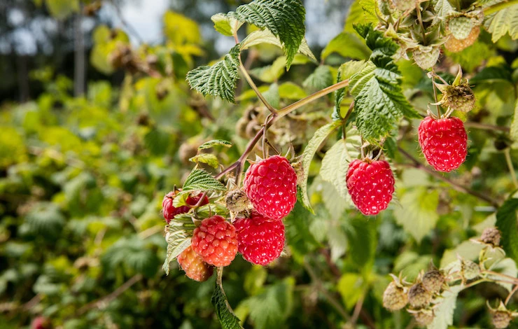 Обрезка малины в конце лета