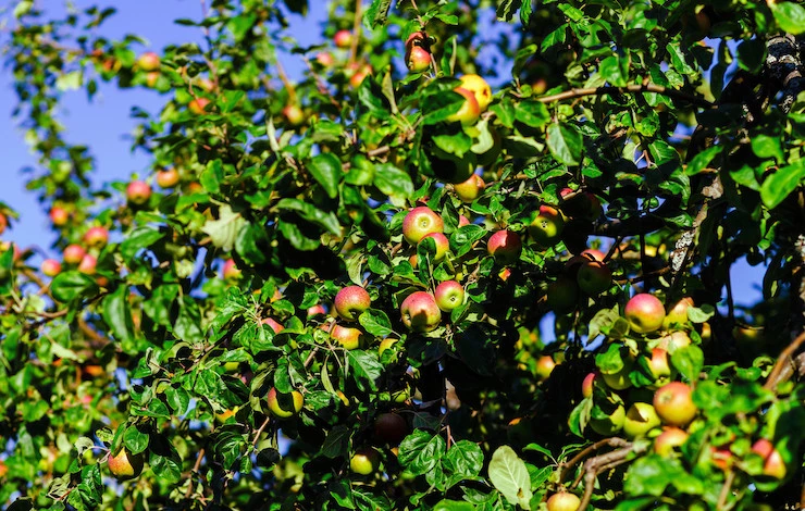 чем укрыть яблоню на зиму