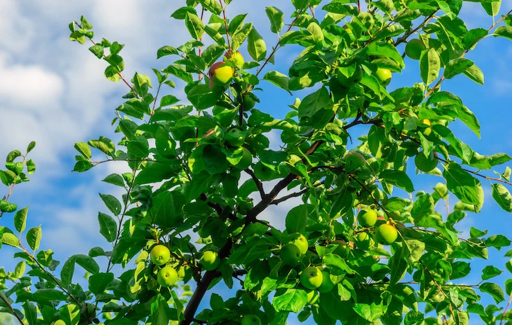 когда укрывать яблоню на зиму