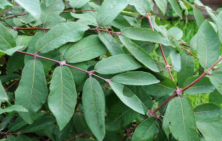 сорта жимолости в июле