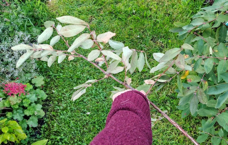 обрезка жимолости в июле