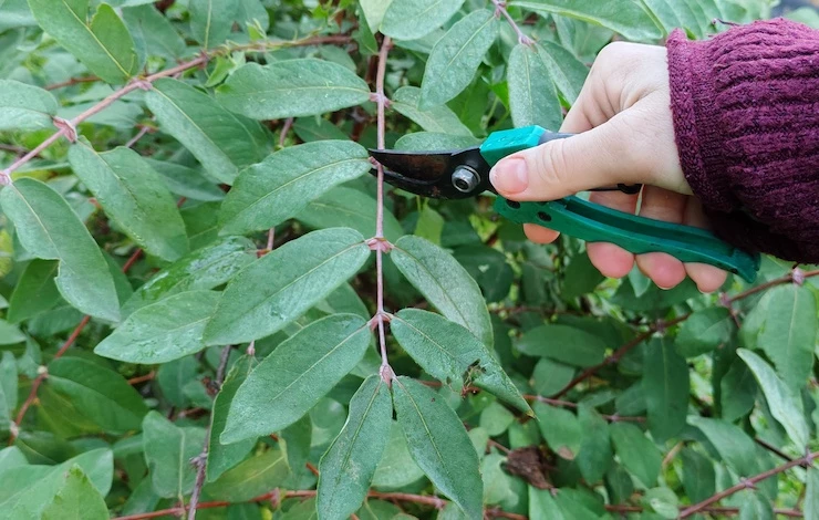 размножение жимолости в июле