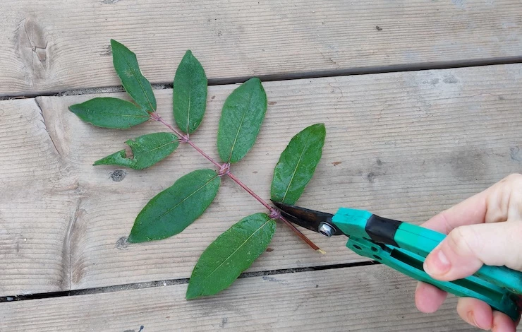 размножение жимолости черенками