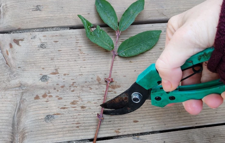 размножение жимолости черенками в июле