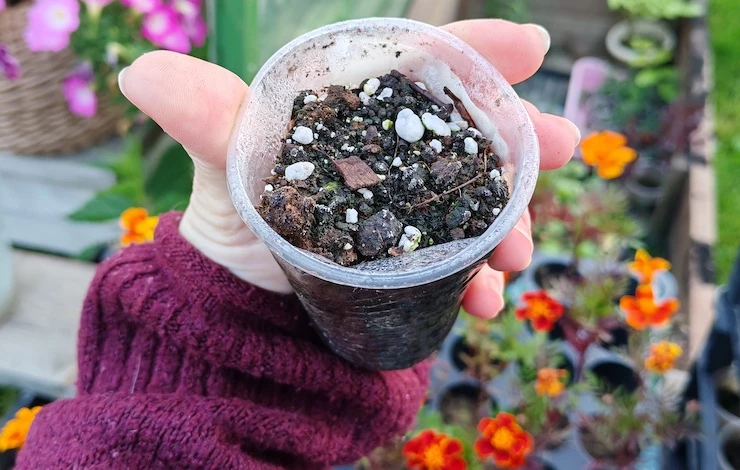 Укоренение чренков жимолости