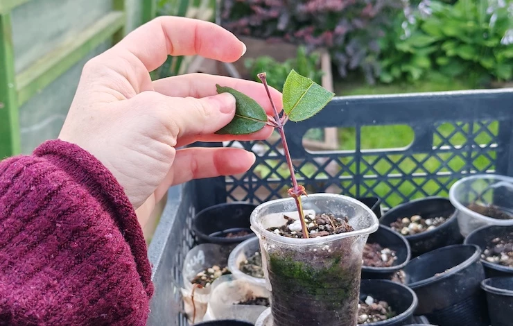 укоренение черенков жимолости в воде