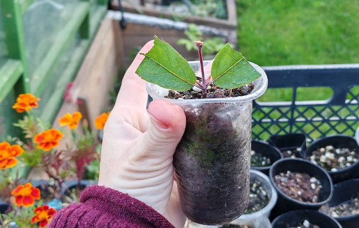 укоренение черенков жимолости в перлите