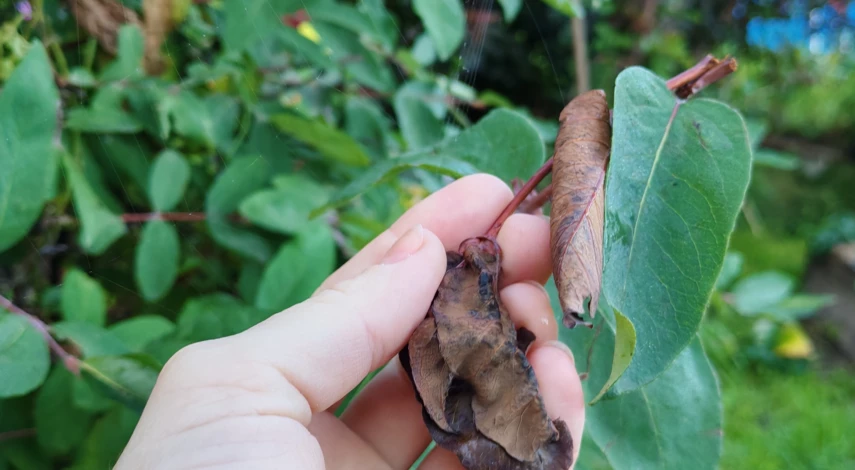 лечение жимолости в июле