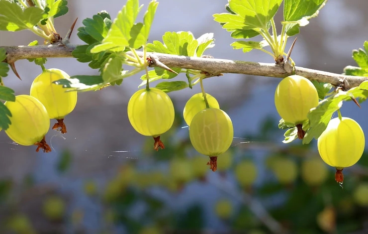 обработка крыжовника от мучнистой росы в августе