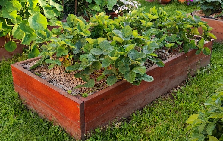 размножение клубники усами в августе