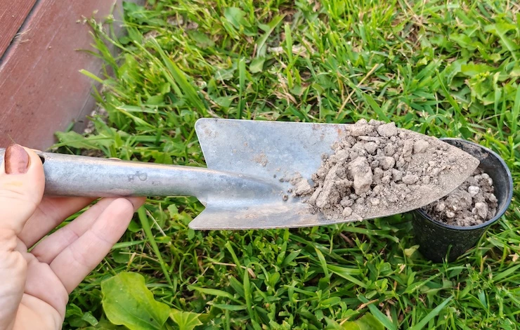 как размножить клубнику усами