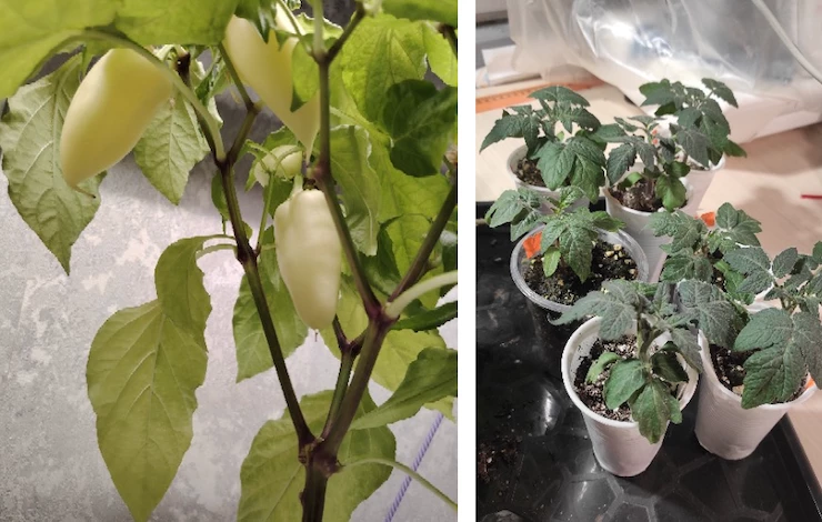 что посадить в домашний огород