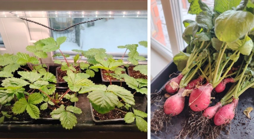 огород на подоконнике в августе