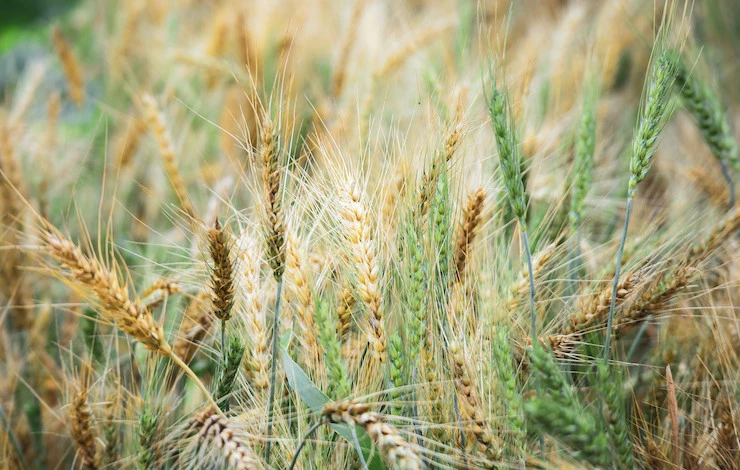 заделка сидератов в грунт