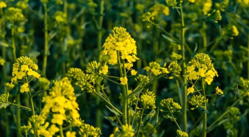 посадка сидератов после картошки