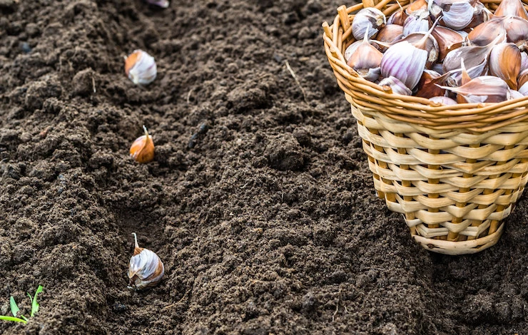 посадка чеснока под зиму