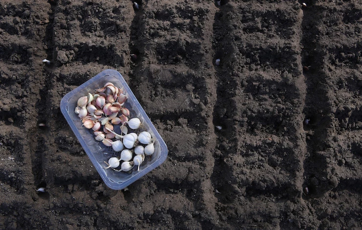 посев чеснока в сентябре