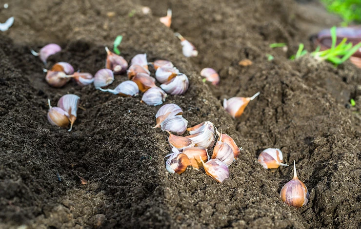 посадка чеснока в сентябре