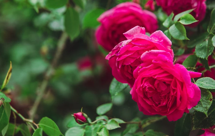 когда укрывать розы на зиму