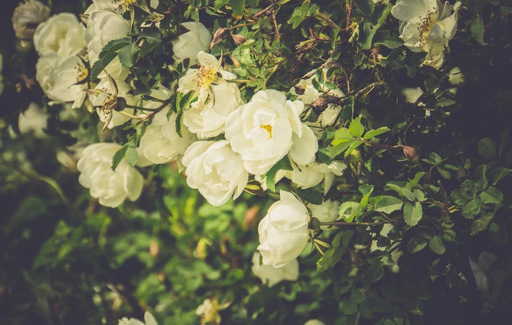 чем укрыть розу на зиму